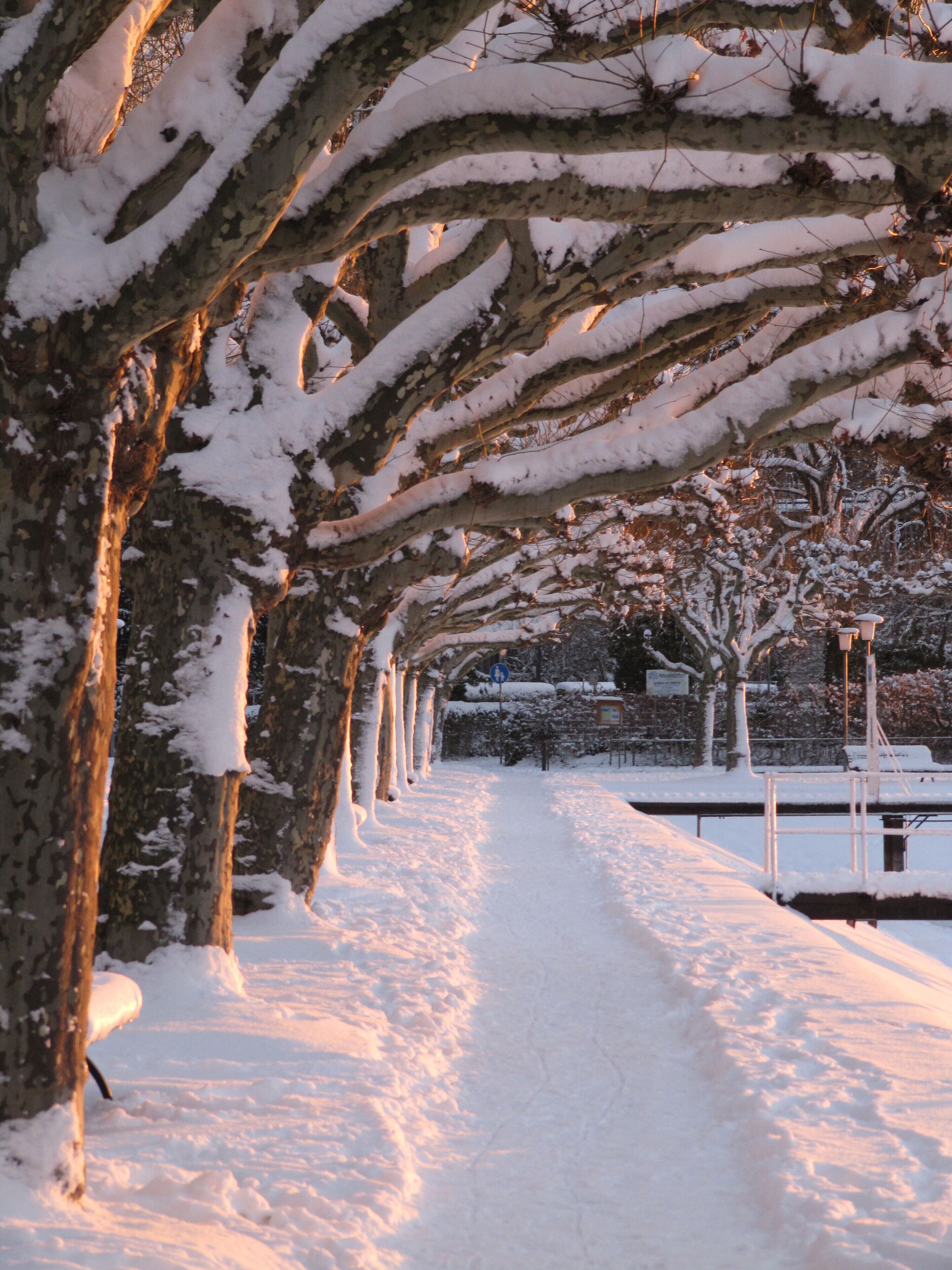 A snow-covered pathway lined with trees and a bench.