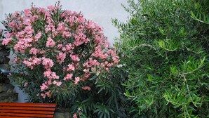 Un giardino con un cespuglio fiorito di rosa e un arbusto verde.