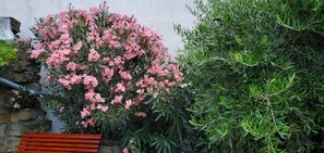 Property grounds - Old farmhouse in the heart of the 'Slovenian Tuscany' (Koštabona)