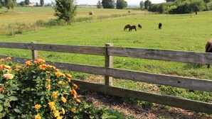 A rural landscape with a wooden fence, green fields, and horses grazing. - Apartment "Bauernstube" with pool and sauna use on a restored 3 side courtyard (Meißen)