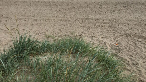 A sandy beach with sparse vegetation in the foreground and a calm sea in the background. - modern, central, quiet area New semi-detached house with a view of the countryside (Horumersiel)
