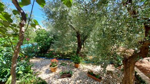 A garden with olive trees, potted plants, and a gravel path.