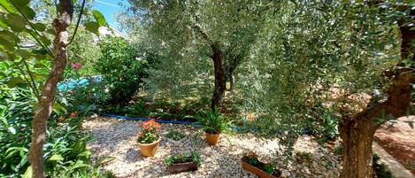 A garden with olive trees, potted plants, and a gravel path.