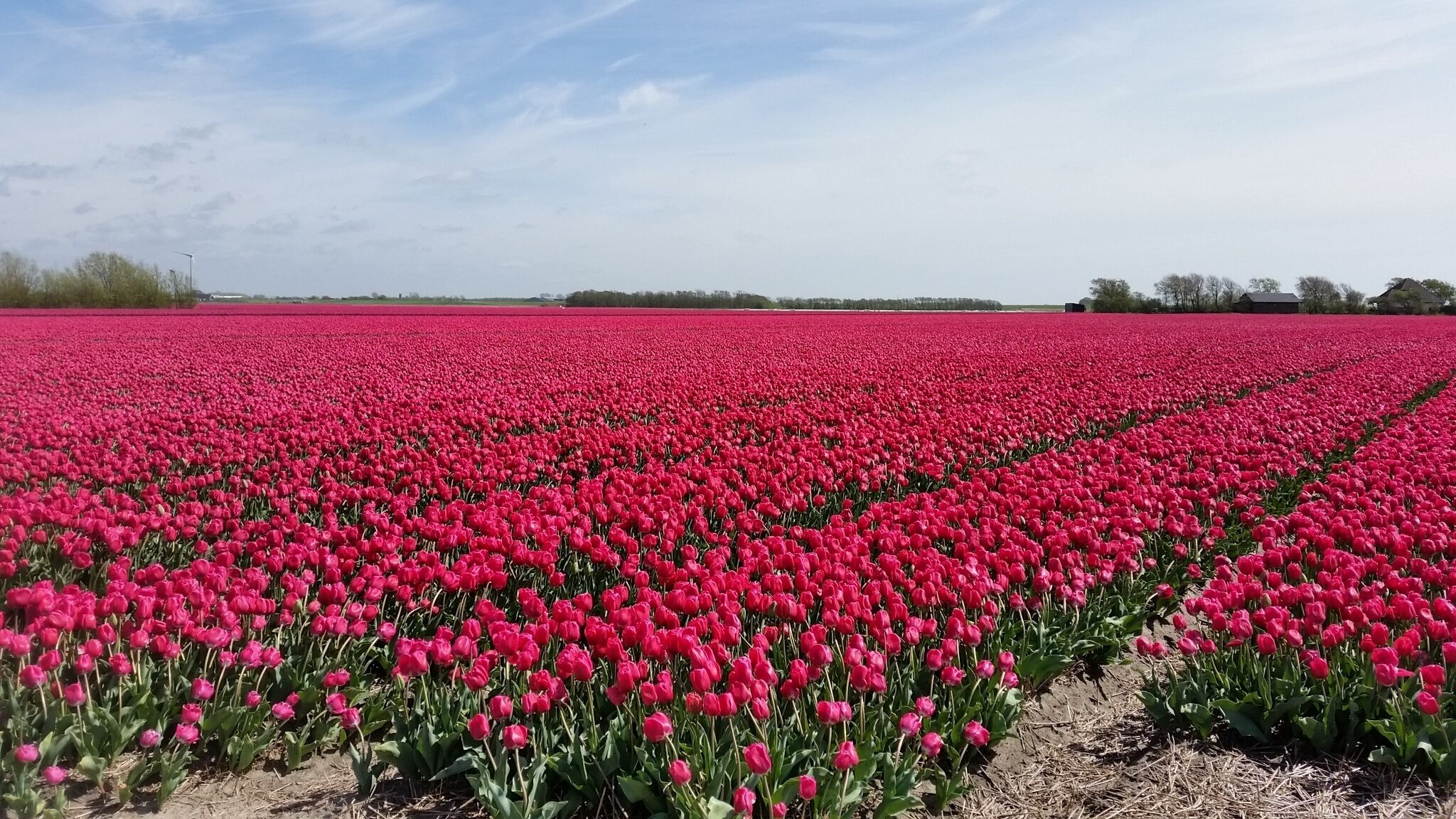 Un vaste champ de tulipes rouges éclatantes sous un ciel dégagé.