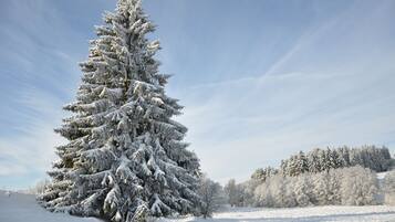 A snow-covered landscape with a prominent evergreen tree and a clear sky.