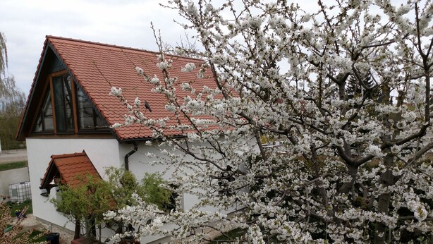 Une maison avec un toit recouvert de tuiles rouges, une façade blanche et un jardin où les arbres sont en fleurs.