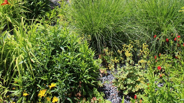 A garden with various plants and flowers, a stone wall, and a white umbrella. - Apartment with terrace, in the heart of the Elbe Sandstone Mountains, ideal for hiking (Bad Schandau)