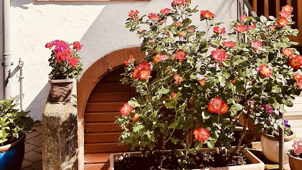 Un bâtiment doté d’une fenêtre, de volets verts, d’une lanterne et d’un pot de fleurs.