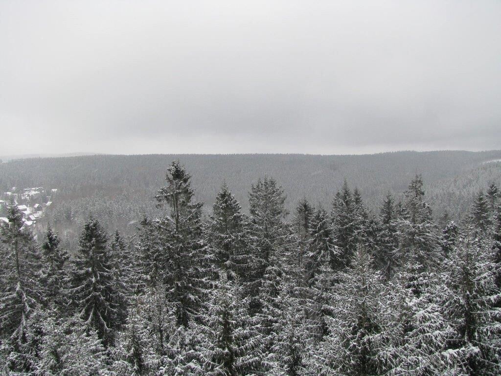 Eine verschneite Waldlandschaft mit dichten Nadelbäumen.