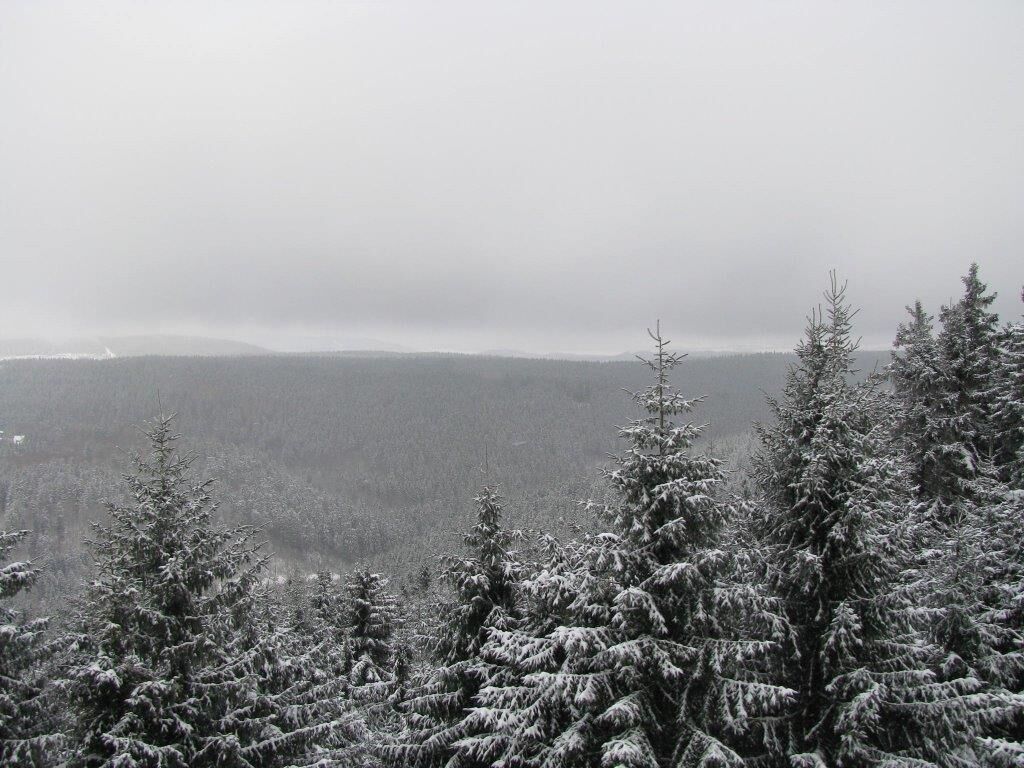Un paysage forestier enneigé, avec de nombreux arbres à feuilles persistantes.