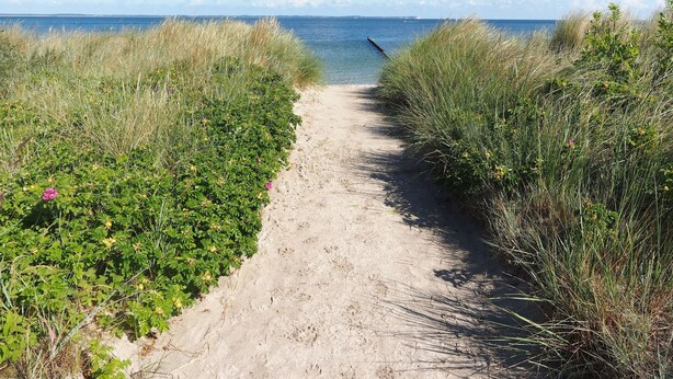 A sandy path flanked by tall grass leading to a body of water. - Enjoy the autumn under the thatched roof - close to the beach, comfortable, Wi-Fi, sauna, dog willk. (Glowe)