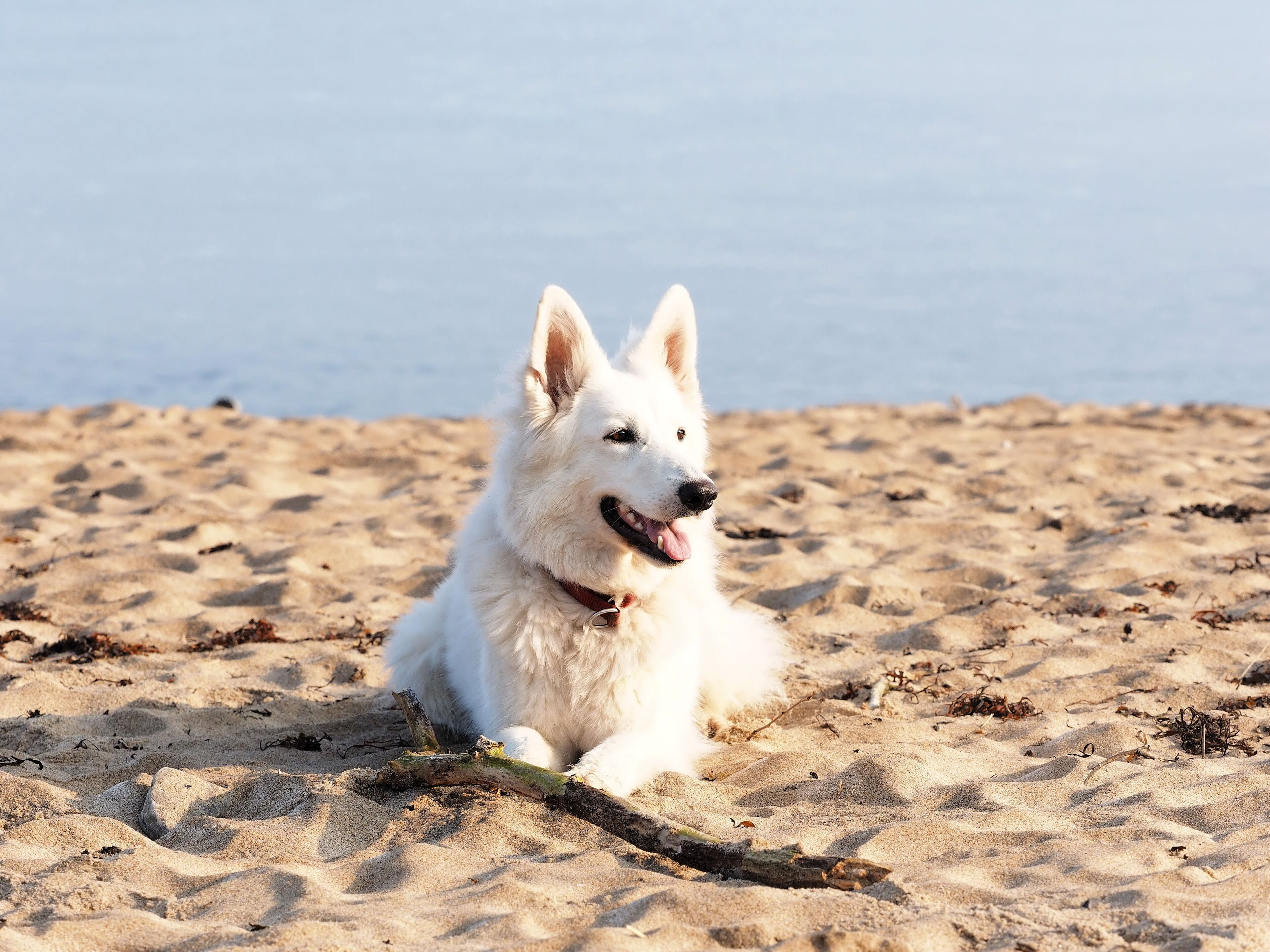 Un chien blanc allongé sur une plage de sable, avec un bâton à côté de lui.