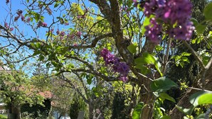 A tree with purple flowers in a grassy area with a bench.