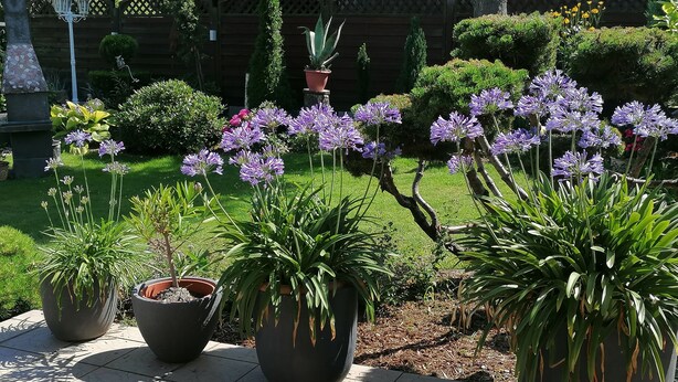 A garden with potted plants and flowers.