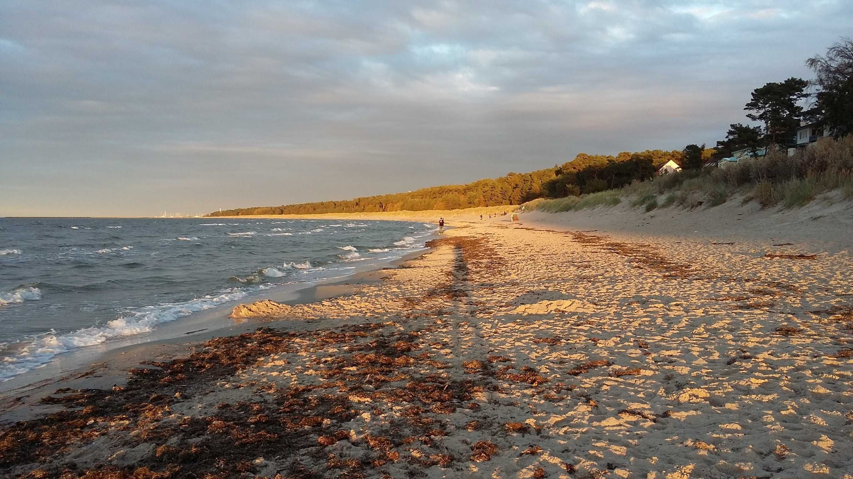A beach with seaweed-covered sand, a distant shoreline, and trees.