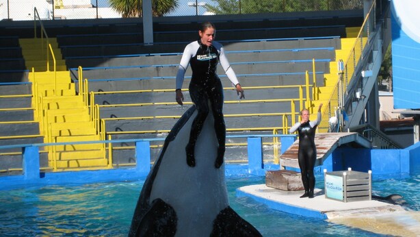 Un dresseur de dauphins effectuant un numéro avec un dauphin dans une piscine d’un centre aquatique.
