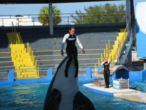 A dolphin trainer performing with a dolphin in a pool at an aquatic facility. - Spacious villa with beheizb. Saltwater pool focused directly on the lake, south side (Naples)