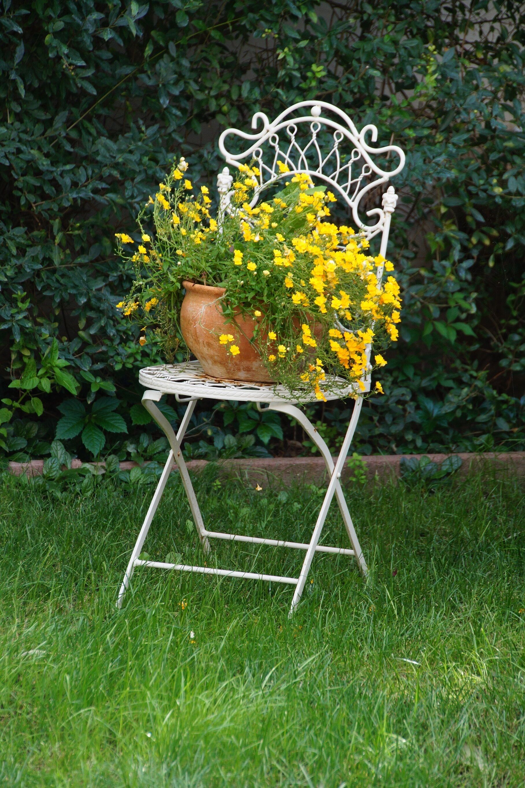 Una silla metálica blanca con una maceta que contiene flores amarillas.
