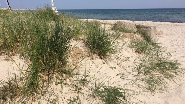En sandstrand med højt græs i forgrunden og et klart hav i baggrunden.