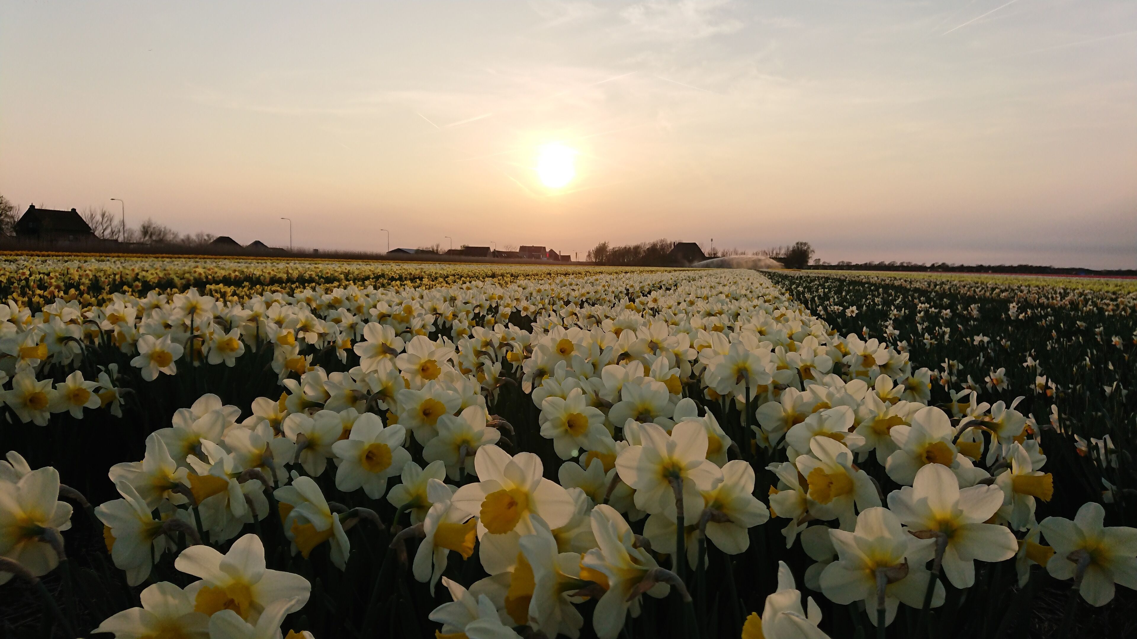 A field of daffodils at sunset.