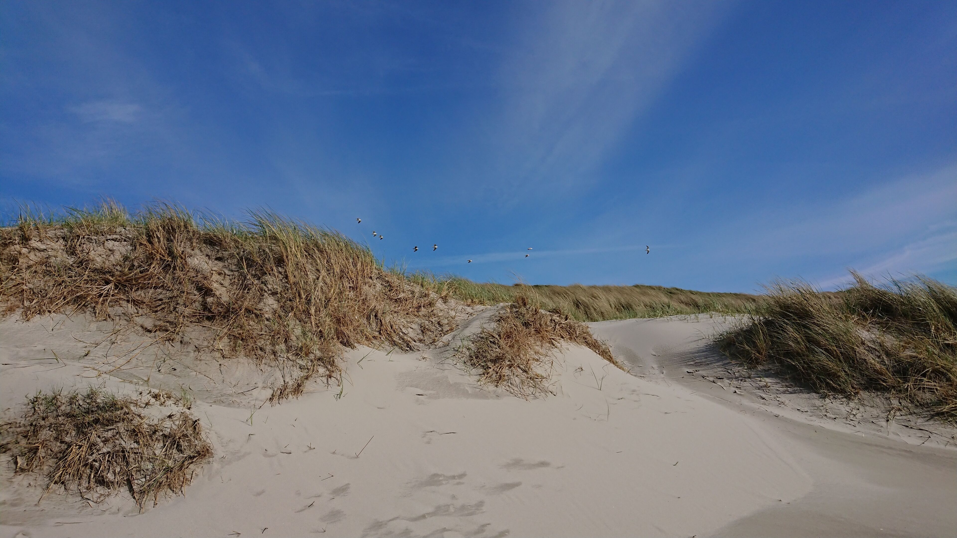 Ein Sandstrand mit Dünen und spärlicher Vegetation.