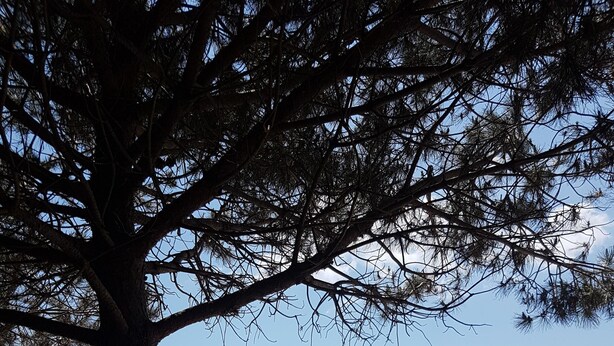 Une plage bordée d’arbres, offrant une vue dégagée sur l’océan.