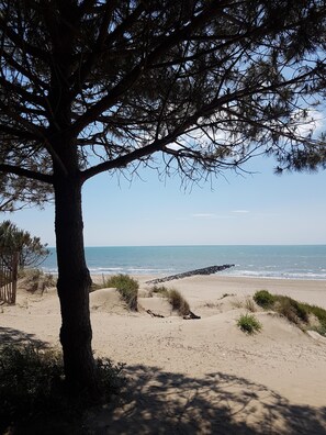 Une plage bordée d’arbres, offrant une vue dégagée sur l’océan.