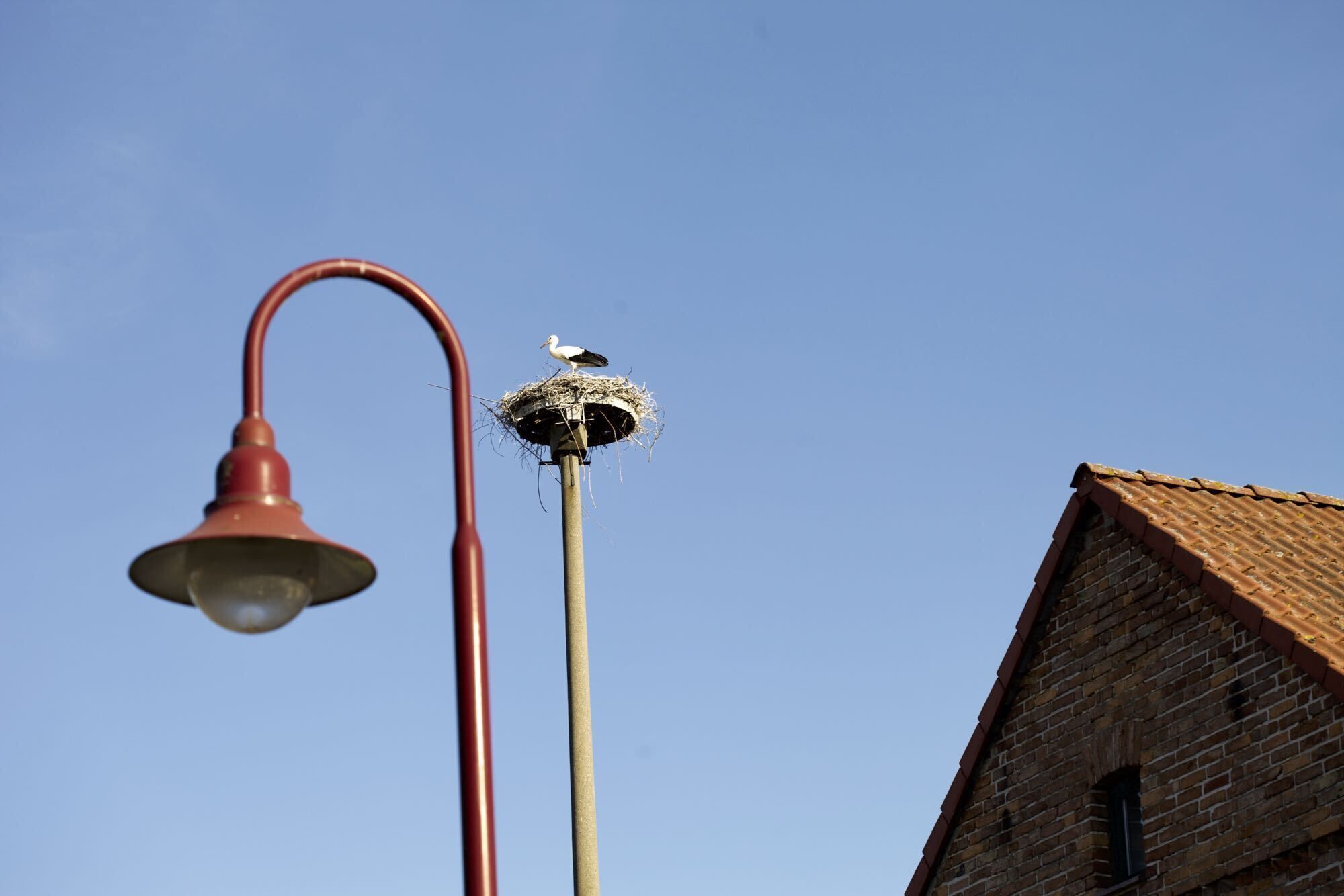 Un lampadaire orné d’un nid d’oiseau, un ciel d’un bleu éclatant et un bâtiment en briques surmonté d’un toit en tuiles.