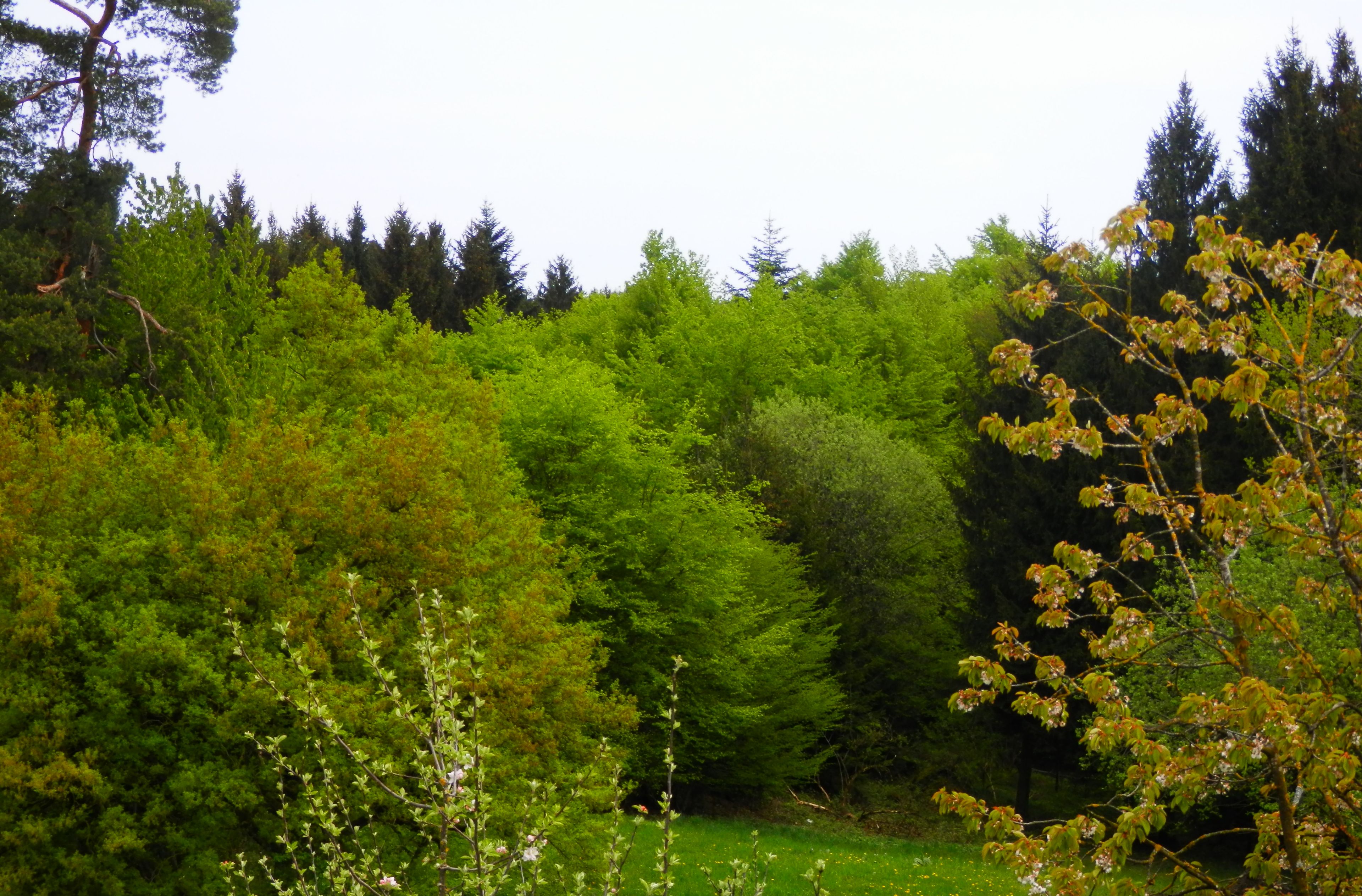 A dense forest with a variety of trees and a grassy field.