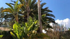 A tropical garden with palm trees and banana plants. - House by the sea, private pool, sea view, roof terrace, air conditioning, WLAN, sep. Studio (Cala Serena)