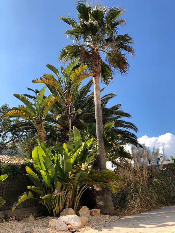 A tropical garden with palm trees and banana plants. - House by the sea, private pool, sea view, roof terrace, air conditioning, WLAN, sep. Studio (Cala Serena)