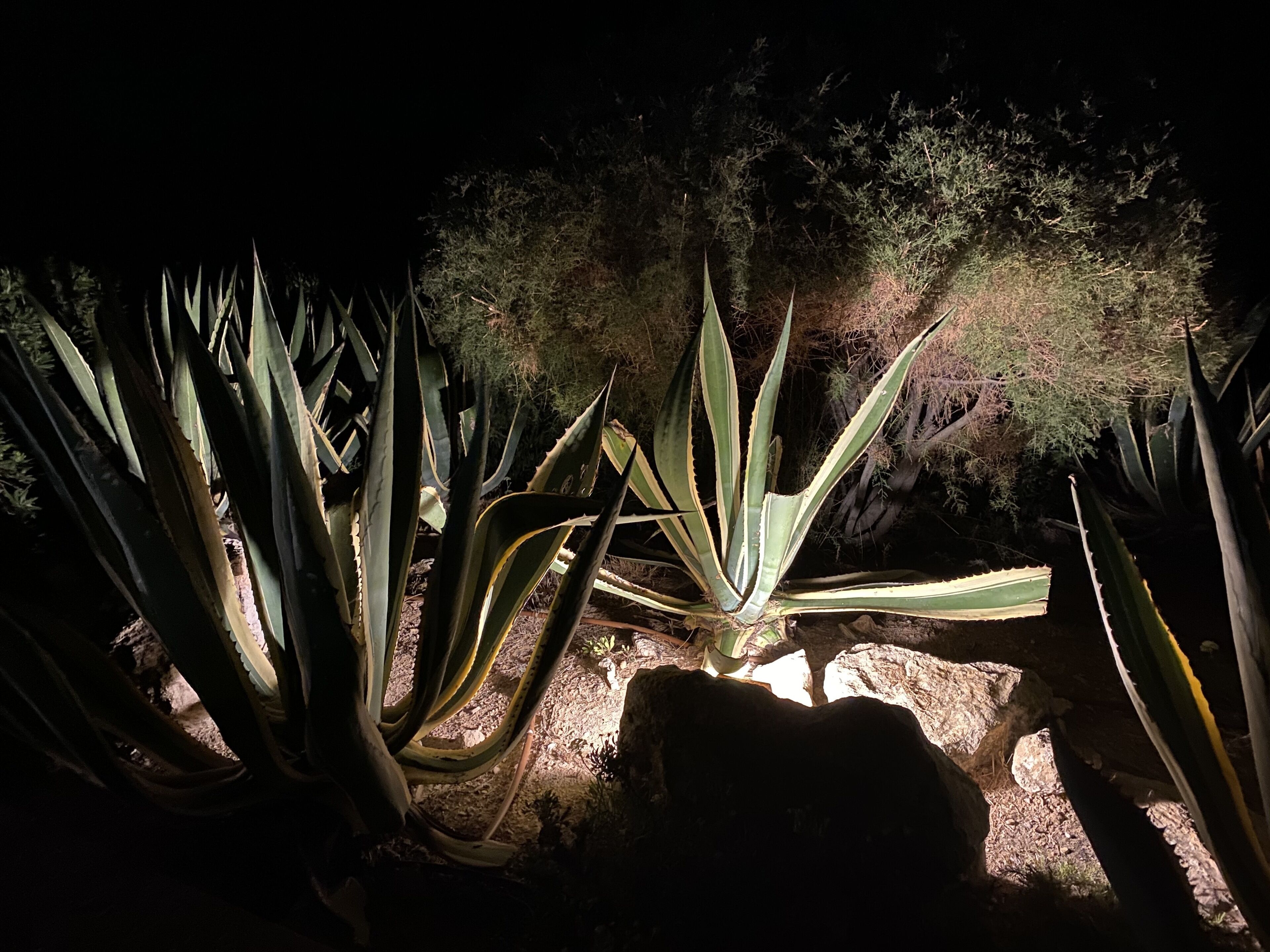 A garden with agave plants and a rock formation.