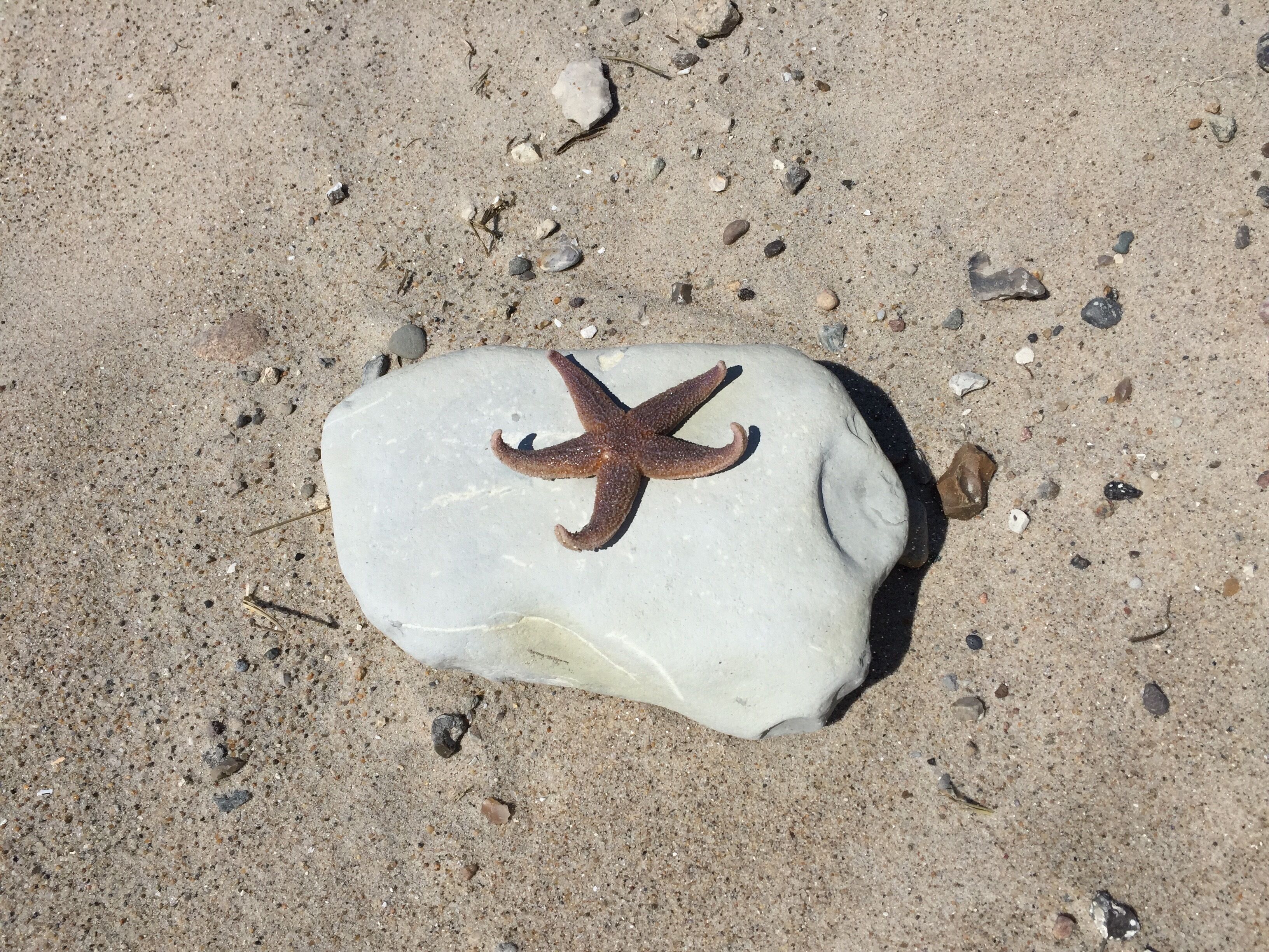 Una roca grande y lisa de color blanco con una estrella de mar marrón, rodeada de piedritas y conchas.