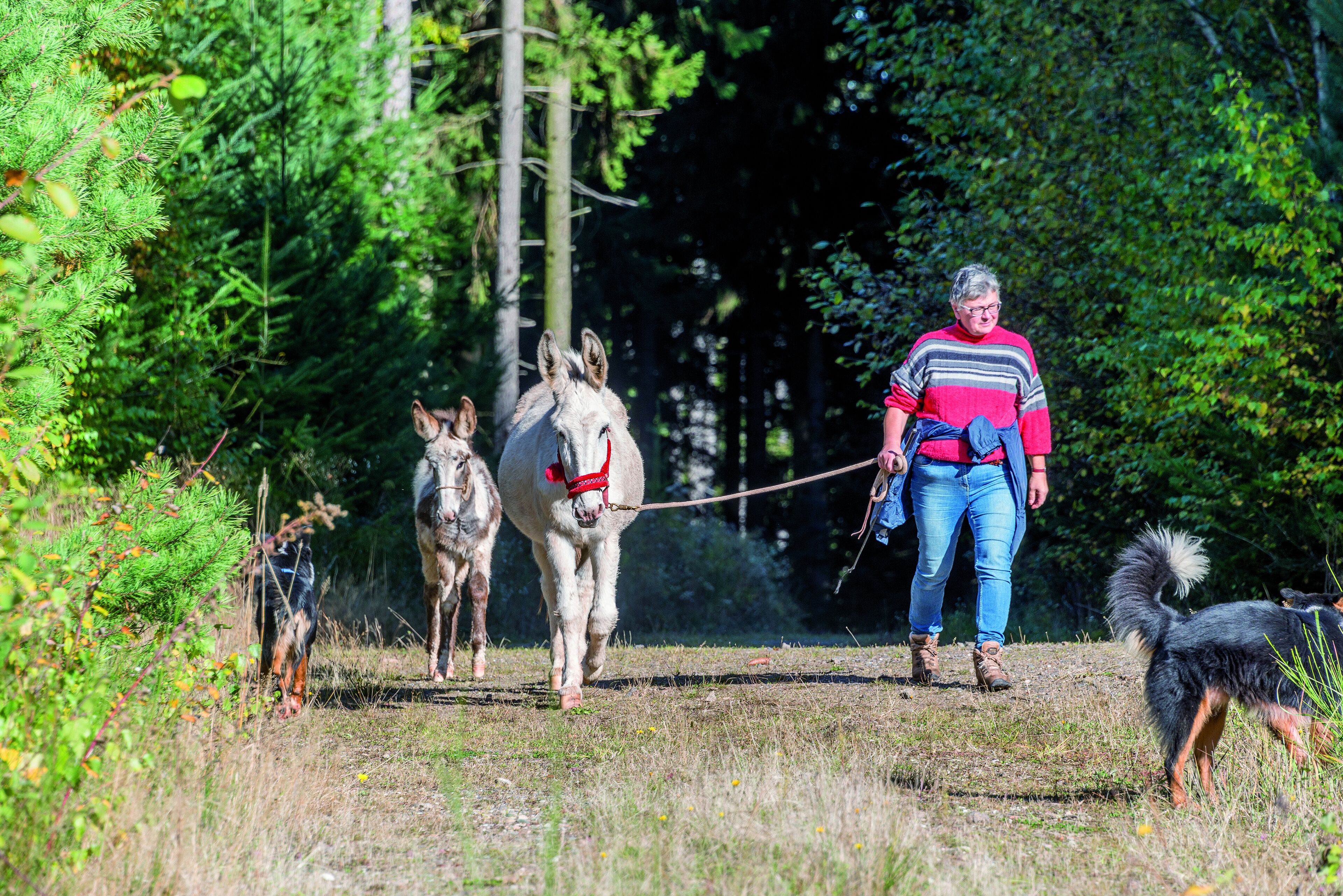 Une personne qui promène deux chevaux et un chien dans un espace verdoyant, parsemé d’arbres.