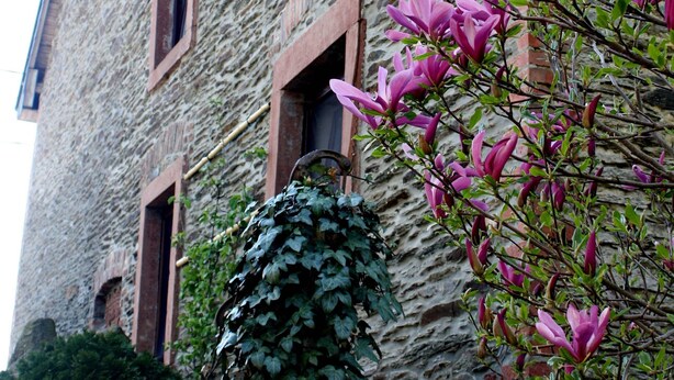 Un edificio de piedra con múltiples ventanas y un árbol con flores rosadas al frente.