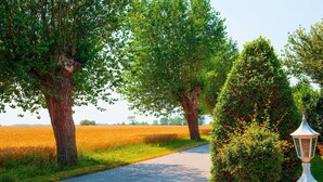 A paved path flanked by trees and a lamp post. - Vacation home-Fehmarn (Fehmarn)