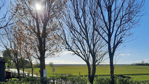 Une zone herbeuse avec des arbres et un ciel dégagé.