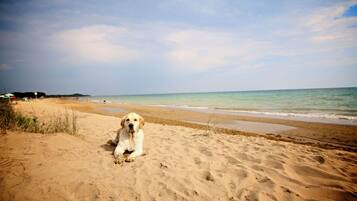 Lettini da mare