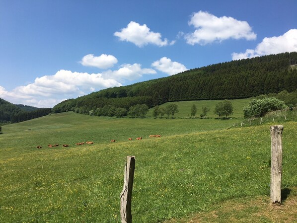 A green field with cows, a wooden post, and a forested hill.