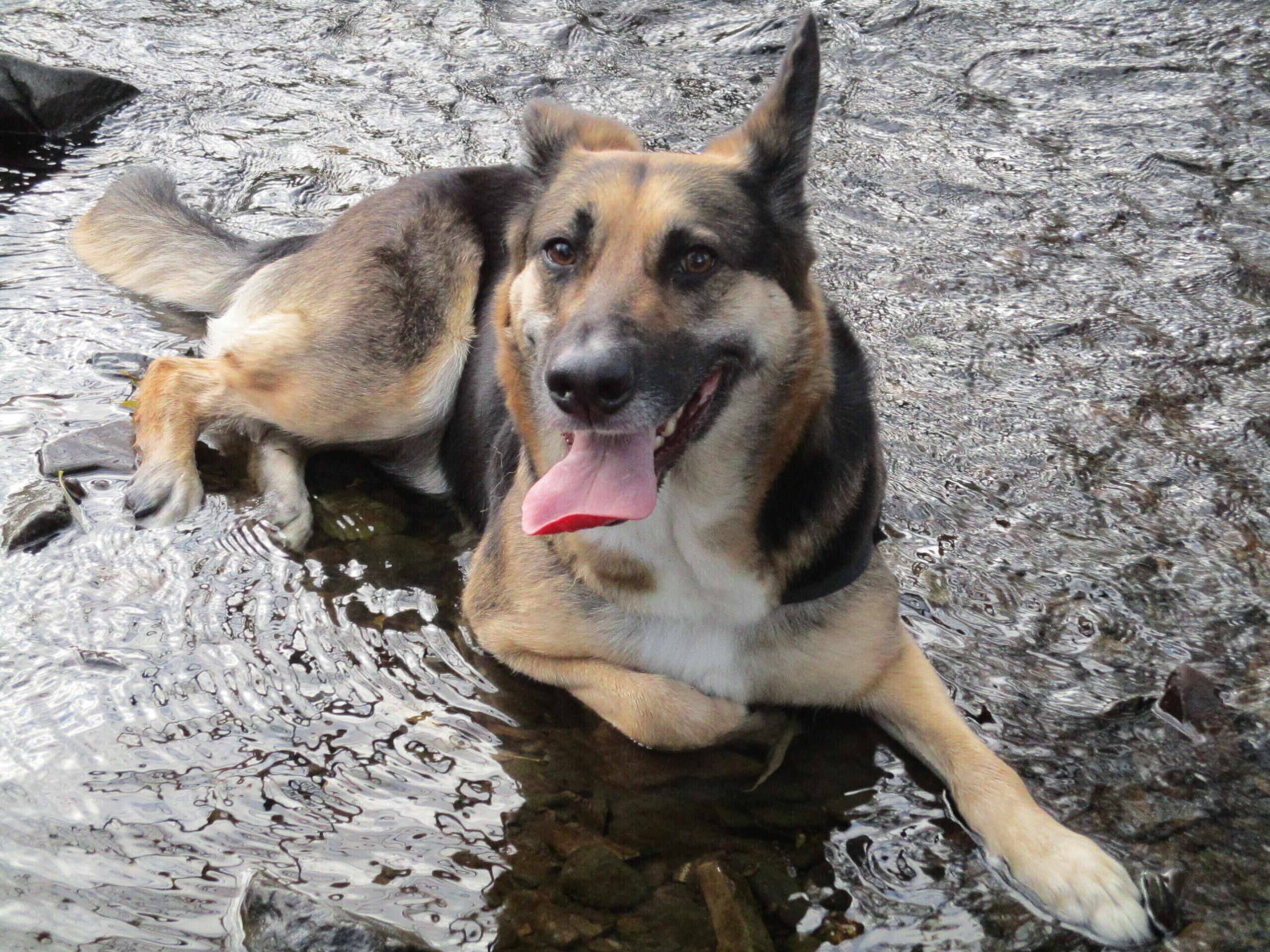 Unsere LINA in der ORKE... ein glücklicher Hund