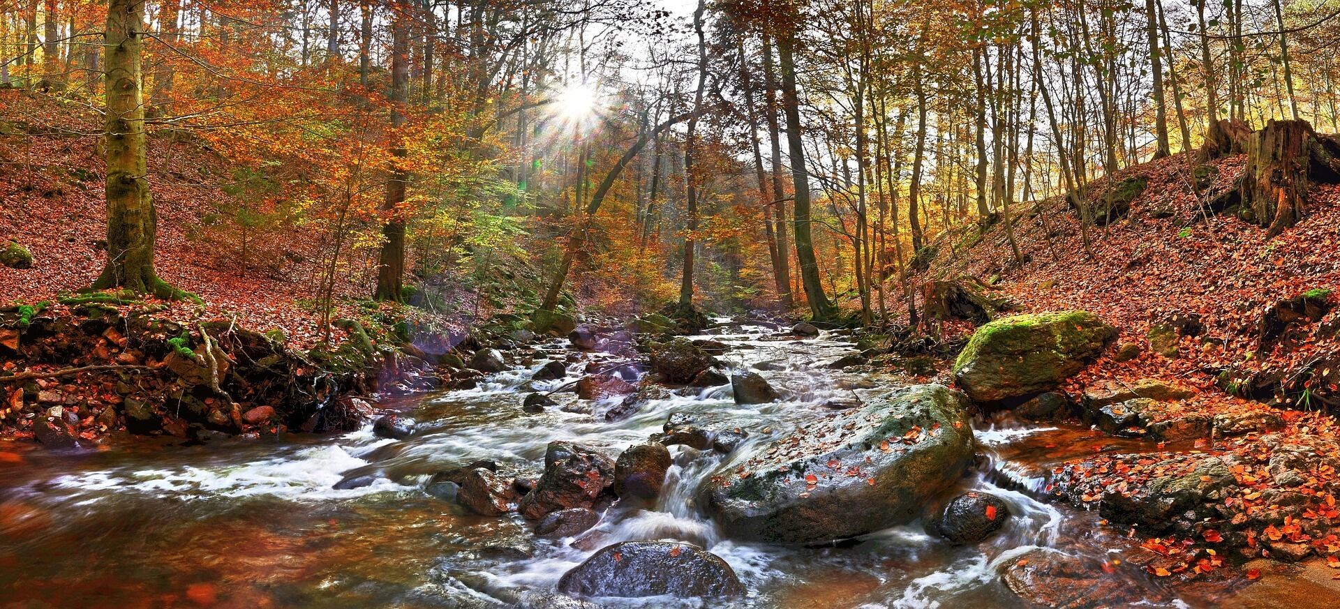 Een beekje in het bos met stenen en herfstbladeren.