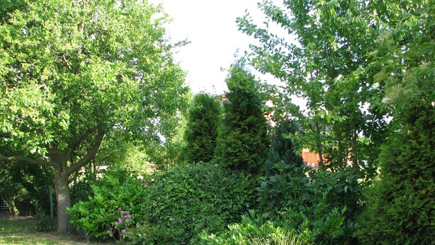 Ein Garten mit verschiedenen Bäumen und Sträuchern, einer Rasenfläche und einem Zaun im Hintergrund.