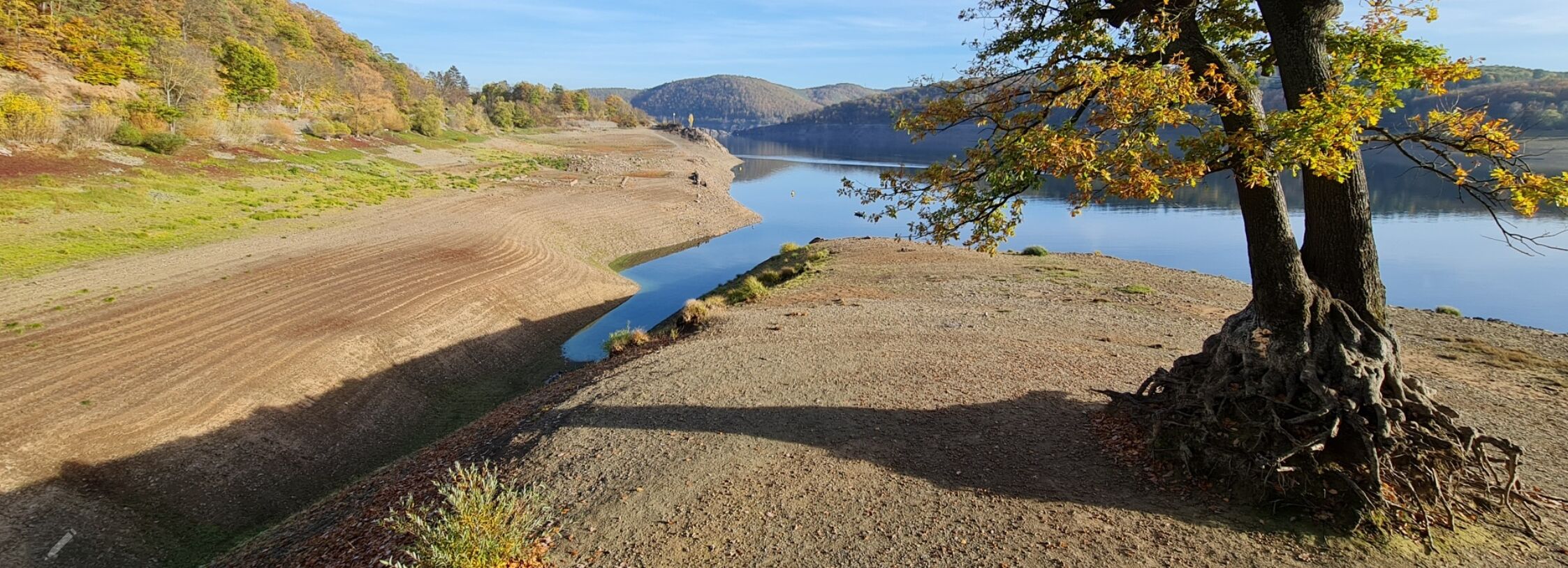 A gravel path leading to a lake with a tree in the foreground.