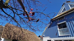A thatched-roof building with a white exterior, a blue house with large windows, and a clear blue sky. - BEAUTIFULLY FURNISHED HOLIDAY HOUSE FOR 4 PEOPLE WITH SEPERATE SAUNA HOUSE (Zingst)