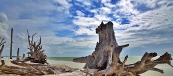 NY! Stilig villa i Bonita Springs! Moderne, med overdimensjonert saltvannsbasseng! 