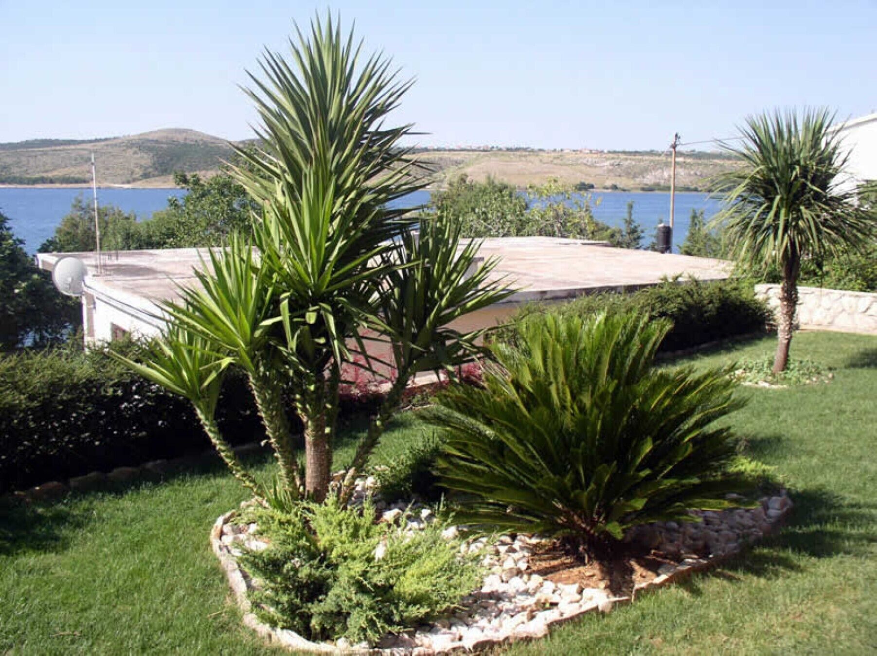 Un jardín arbolado con palmeras y vistas a un lago.
