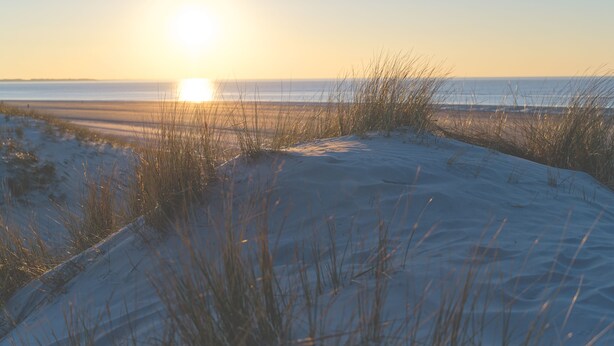 Ein Strand mit Dünen und spärlicher Vegetation.
