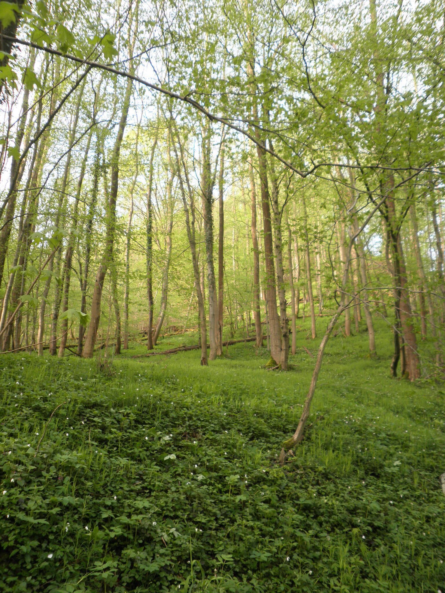 En tæt skov med høje træer og græsset jord.