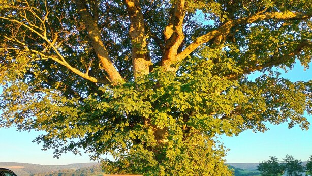 A bench under a large tree in a grassy field with a car parked nearby. - Luxurious, spacious **** apartment on a farm - family friendly (Tann (Rhön))
