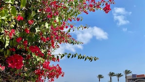 Un sendero bordeado de flores de buganvilla que conduce a edificios modernos de forma abovedada, con vista despejada al mar.